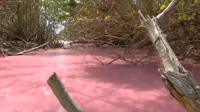 La mangrove du Diamant, en Martinique, vire au rose