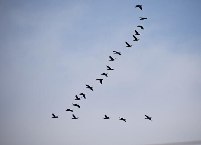 Golfe du Morbihan : l’OFB suit les oiseaux d’eau migrateurs