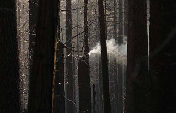 Californie : un arbre fume encore un an après l’incroyable Castle Fire