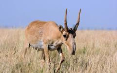 Kazakhstan : 350 antilopes saïga, une espèce menacée de disparition, tuées par la foudre