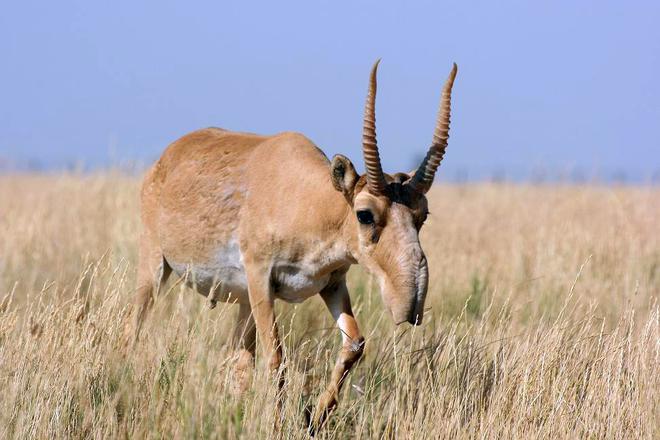 Kazakhstan : 350 antilopes saïga, une espèce menacée de disparition, tuées par la foudre