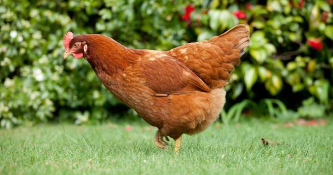 Adopter une poule : 7 bonnes raisons écologiques et économiques