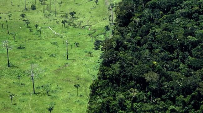 Brésil : 94 % de la déforestation en Amazonie est illégale, selon des organisations environnementales