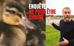 VIDÉO. Pierre Rigaux révèle les coulisses d’un élevage de canards destinés… à la chasse