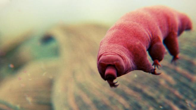 Les tardigrades sont si indestructibles qu’ils résistent à des impacts jusqu’à 3000 km/h