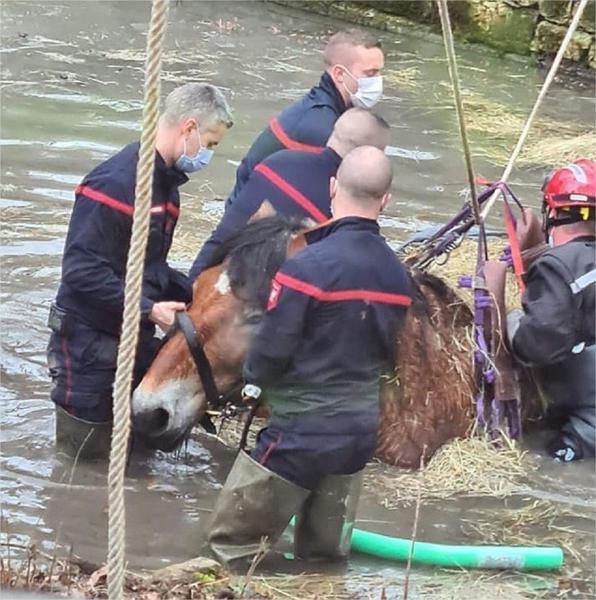 Val-d’Oise. Les pompiers au secours d’une jument tombée dans un étang à Saint-Prix
