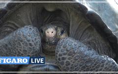 La tortue géante découverte aux Galápagos en 2019 appartient bien à une espèce déclarée éteinte