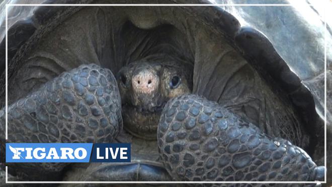 La tortue géante découverte aux Galápagos en 2019 appartient bien à une espèce déclarée éteinte