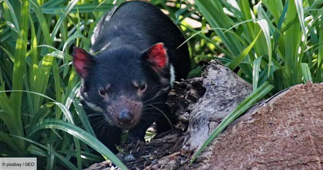 Australie : Des diables de Tasmanie naissent à l'état sauvage 3000 ans après leur disparition