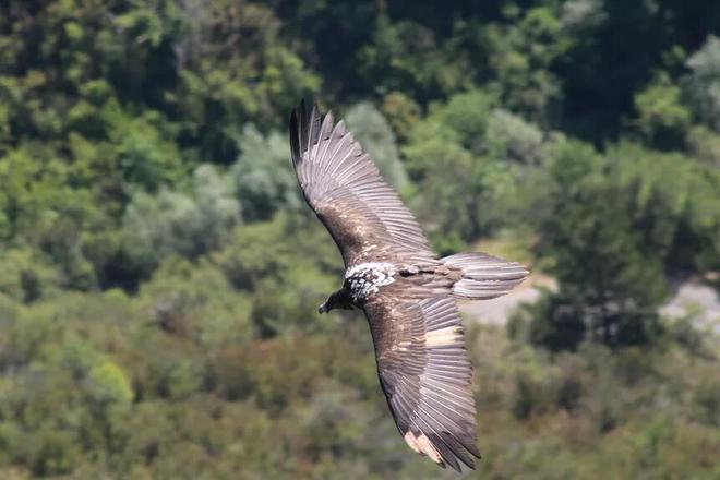 Angèle, un oiseau rare (gypaète barbu) réintroduit dans la Drôme, tué par une pale d’éolienne