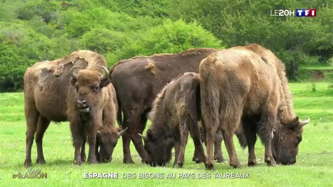 Espagne : des bisons au pays des taureaux