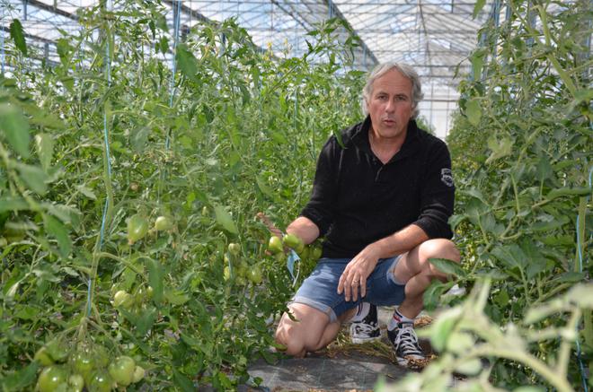 Jardinage : on plante les tomates