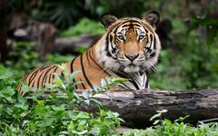 Bangladesh : un célèbre tueur de tigres du Bengale a été arrêté après 20 ans de cavale