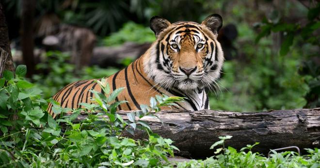 Bangladesh : un célèbre tueur de tigres du Bengale a été arrêté après 20 ans de cavale