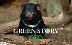 Green Story : des diables de Tasmanie naissent en Australie, une première depuis 3 000 ans