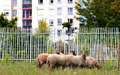 Lens : cinq moutons broutent entre les tours de la Grande Résidence