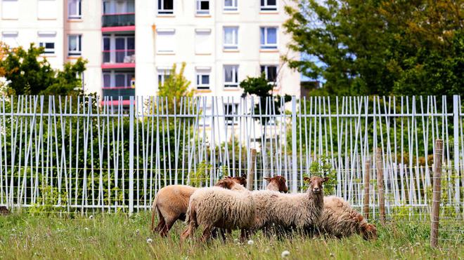 Lens : cinq moutons broutent entre les tours de la Grande Résidence