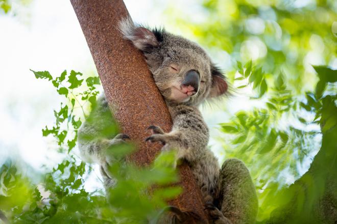 Australie : la reconnaissance faciale au secours des koalas
