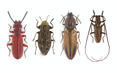 L’entomologie forestière boréale : l’étude des saproxyliques