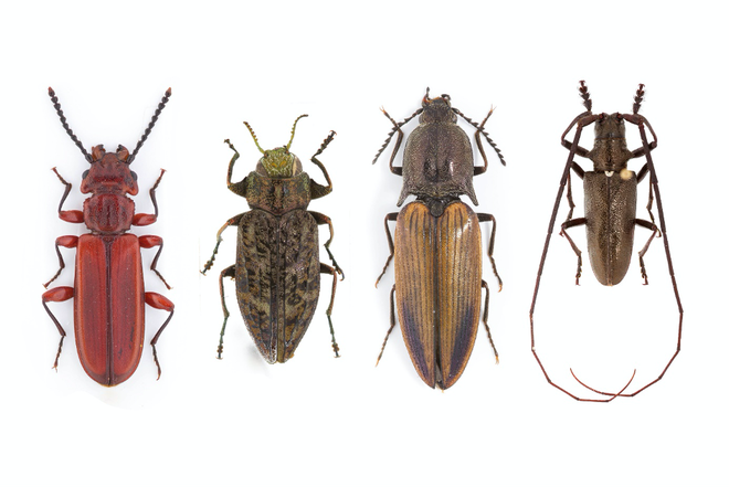 L’entomologie forestière boréale : l’étude des saproxyliques