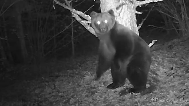 Pyrénées-Orientales : les pro-ours refusent la capture de Goiat et la pose d’un GPS