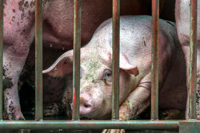 Bien-être animal : des citoyens européens engagés parviendront-ils à faire bannir l’élevage en cage ?