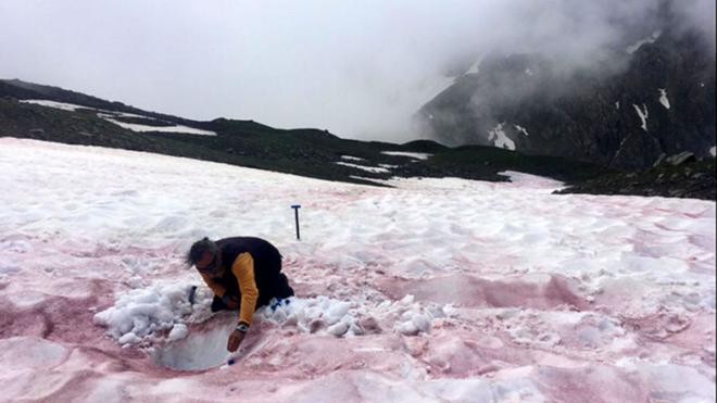 « Le sang des glaciers » : d’où viennent ces neiges rouges de haute montagne ?