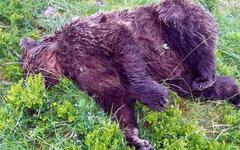 Ours tué en Ariège : Cap-Ours dénonce l’inaction de l’Etat