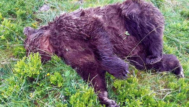Ours tué en Ariège : Cap-Ours dénonce l’inaction de l’Etat