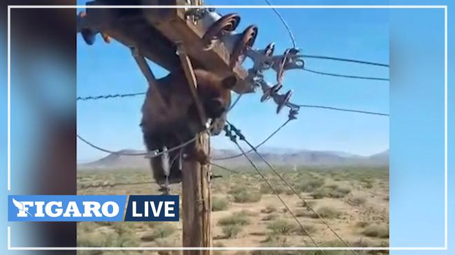Un ours coincé dans un poteau électrique dans l'Arizona