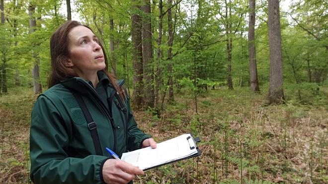 Fontainebleau : dans sa gestion de la forêt, l’ONF donne la priorité à la présence des oiseaux