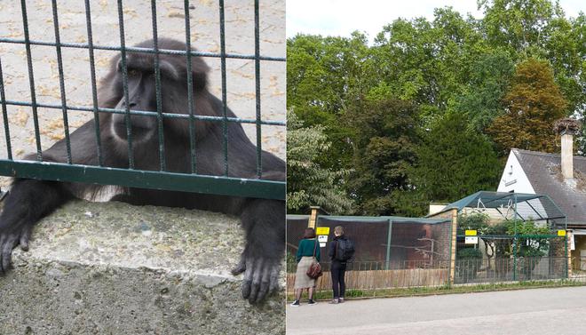 La Ville de Strasbourg veut replacer tous les animaux sauvages du zoo de l’Orangerie