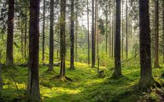 Climat : planter des arbres peut détruire les écosystèmes (si on le fait mal)