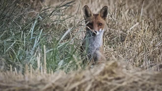 Abattage de 1430 renards en Normandie : devant la justice, les arrêtés des préfets ont du plomb dans les ailes