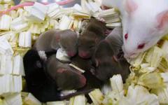 Du sperme conservé 6 ans dans l’espace a permis à ces souris de voir le jour