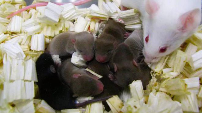 Du sperme conservé 6 ans dans l’espace a permis à ces souris de voir le jour