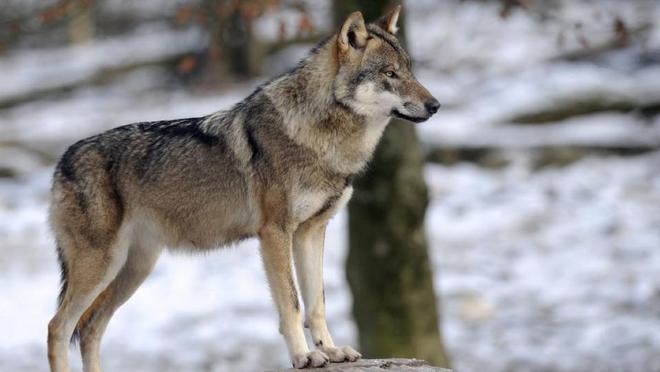Etats-Unis : des loups gris sont nés dans le Colorado, pour la première fois en 80 ans