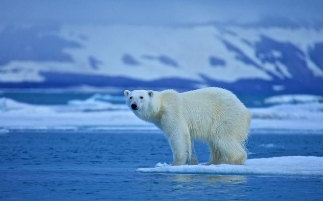 Réchauffement climatique : l'Arctique a peut-être déjà basculé