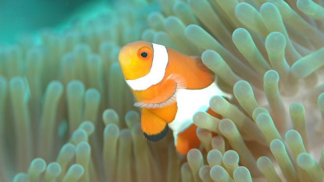 Les poissons-clowns adaptent leur métamorphose aux anémones qui les entourent