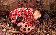 Étrangeté du vivant : ce champignon dégouline de sang