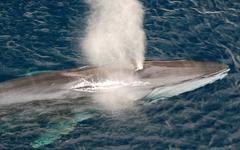Chasse à la baleine : l’Islande renonce une nouvelle fois à la traque