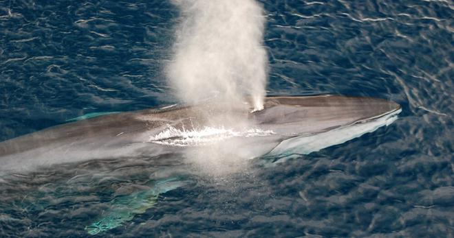 Chasse à la baleine : l’Islande renonce une nouvelle fois à la traque