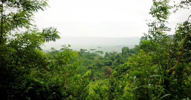 Planter 5 millions d’arbres en une journée : au Ghana, un pari magnifique
