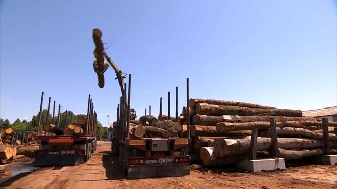 Comment la Chine grignote peu à peu le bois français