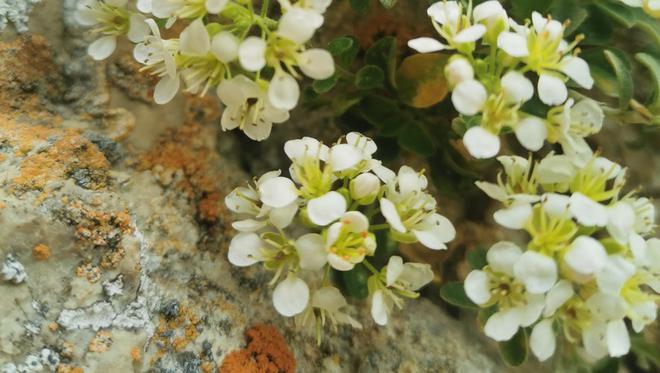 Unique au monde : l'Alysson, une fleur qui ne s'épanouit que dans les Pyrénées-Orientales